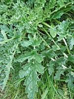 Senecon de Jacob, Jacobaea vulgaris (prise a Lens)(3)